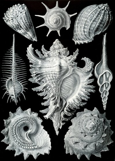 Ernst Haeckel, Kunstformen der Natur Prosobranchia (1904)