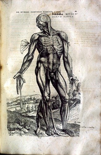 André Vésale L'homme musculaire, la chair (1543)